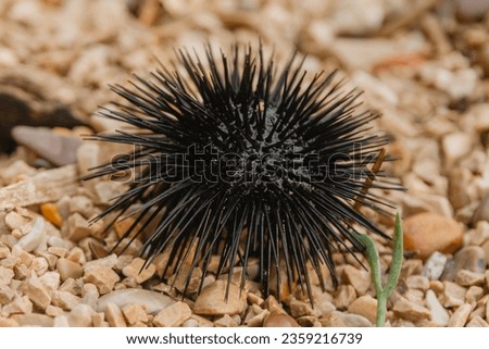 A black sea urchin lies on a stone beach in Montenegro Royalty-Free Stock Photo #2359216739