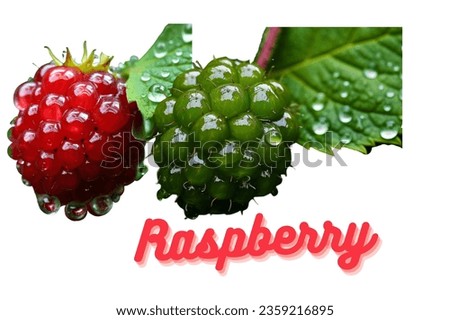 Raspberry berry with water drops isolated on white background. Ripe raspberry.