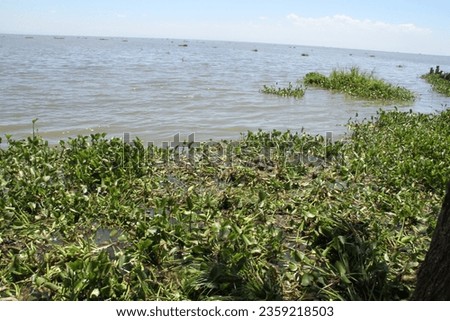 Lake Victoria in Kenya choked by the invasive water hyacinth weeds.