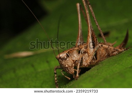 dark bush cricket grasshopper insect macro photo Royalty-Free Stock Photo #2359219733