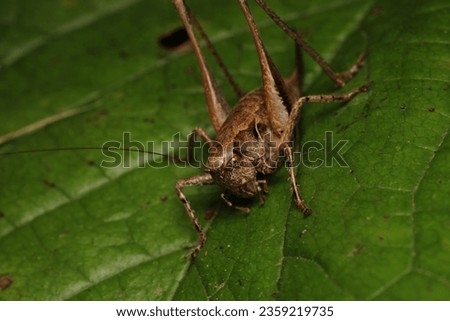 dark bush cricket grasshopper insect macro photo Royalty-Free Stock Photo #2359219735