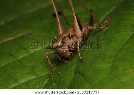 dark bush cricket grasshopper insect macro photo Royalty-Free Stock Photo #2359219737