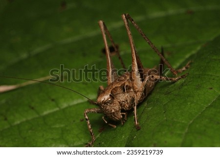 dark bush cricket grasshopper insect macro photo Royalty-Free Stock Photo #2359219739