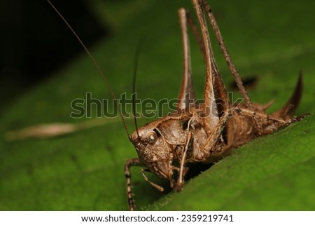 dark bush cricket grasshopper insect macro photo Royalty-Free Stock Photo #2359219741