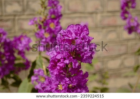 Close up Lagerstroemia sp. or Purple Crape myrtle or Crepe myrtle blooms in garden, Blur nature background. Rhododendron. Catchflies. French hydrangea. Lilac.  Stocks flower. Phlox