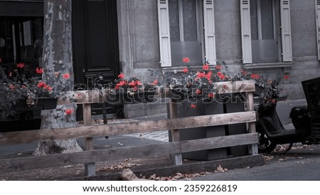Roses hanging in the street Paris