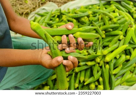 Close up of ladyfingers vegetable on hand. okra vegetable. stock of lady fingers. lady fingers field.  Lady Fingers or Okra vegetable on hand in farm.