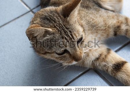 Close-up portrait of a striped brown female cat lying on the floor