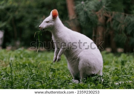 Australian red-necked albino wallaby eating green grass in park. Albino variation of Bennett's wallaby.