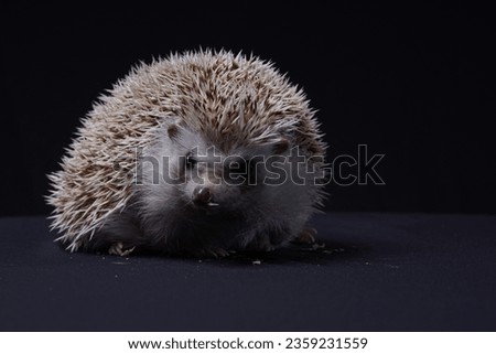 hedgehog looking up to the camera