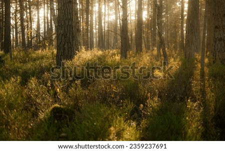 Wild woodland during a beautiful autumn evening. Untamed forest floor in the sunlight. Evening sun piercing through the woods. Royalty-Free Stock Photo #2359237691