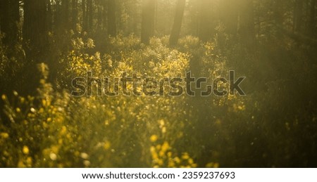 Wild woodland during a beautiful autumn evening. Untamed forest floor in the sunlight. Evening sun piercing through the woods. Royalty-Free Stock Photo #2359237693