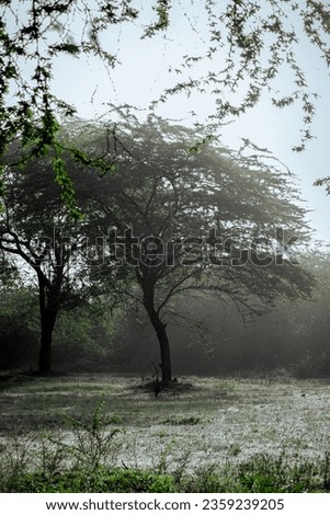 Greater Noida, UP - March 10th 2022 - Picture of a Tree in the wild.