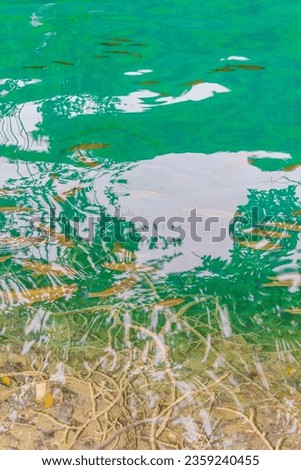 Plitvice Lakes National Park fish underwater in clear turquoise water in Croatia.