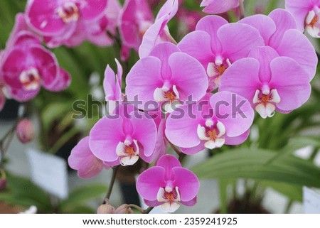 Natural background with the beautiful orchids vibrant phalaenopsis at Nursery orchids in Thailand. Orchids and garden on nature background ideas concept.  Selective focus, free copy space. Royalty-Free Stock Photo #2359241925