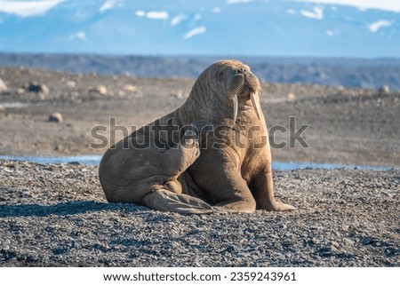 Closeup of a walrus (Odobenus rosmarus) colony on the shores of Isfjorden, Svalvard, Norway.
