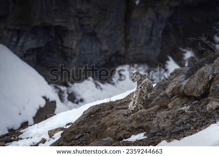 Snow leopard , panthera uncia in white winter background in Spiti valley snow leopard expedition , himachal pradesh , India.