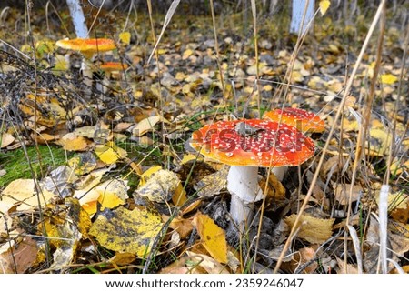 Close-up picture of a Amanita poisonous mushroom in nature