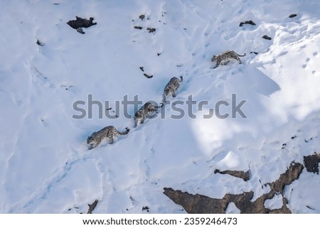 Snow leopard mother with snowleopard cubs, in snow white winter background in Himalayan mountain of Spiti valley snow leopard expedition , himachal pradesh , India. Royalty-Free Stock Photo #2359246473