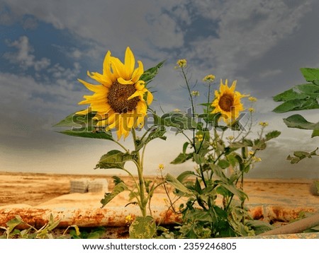 Sunflower pictures with cloudy sky in the background
