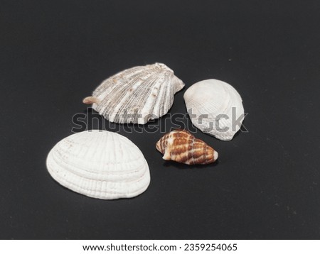 Four exquisite seashells, each a unique ocean gem, grace the dark background, inviting curiosity and wonder. Nature's artistry in isolation. 