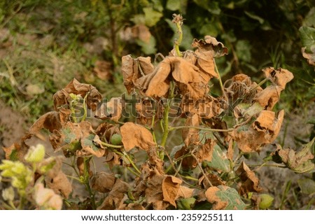 Old cotton plant. Old cotton leaves. Damage cottons leaf. Infection plant. Old plant. Close up of cotton plant. Old cotton disease's. Diseases leaves.  Royalty-Free Stock Photo #2359255111