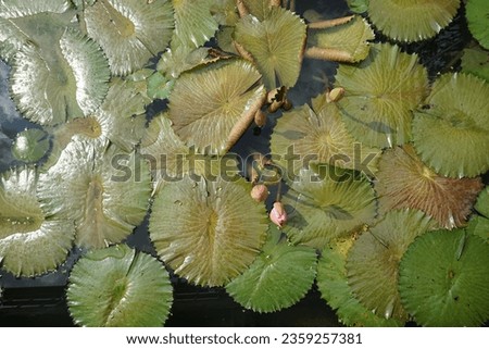 Lotus leaves and flowers in the pool