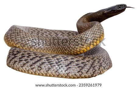 Inland Taipan (Oxyuranus microlepidotus): Also known as the "Fierce Snake," it has the most toxic venom of any snake in the world.
 Royalty-Free Stock Photo #2359261979