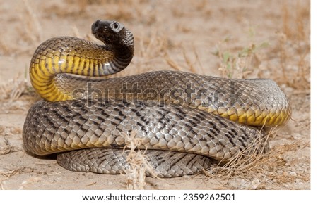 Inland Taipan (Oxyuranus microlepidotus): Also known as the "Fierce Snake," it has the most toxic venom of any snake in the world.
 Royalty-Free Stock Photo #2359262501
