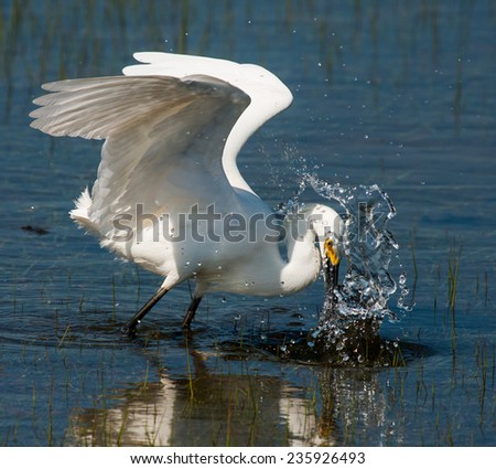 A white snowy egret splashes into a still pond to catch a fish.
