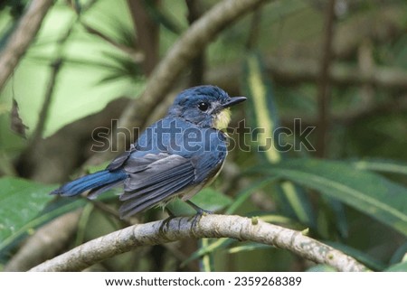 Close-up of a Sri Lankan blue flycatcher bird on a branch.