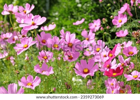 Pink Cosmos bipinnatus, commonly called the garden cosmos or Mexican aster, in flower.  Royalty-Free Stock Photo #2359273069
