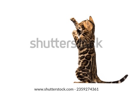 striped bengal cat stands on two legs on a white background