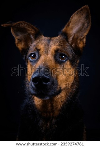 Doberman dog on black background looking at the camera in studio photography.