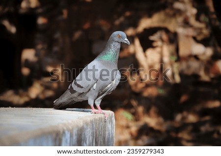 Homing pigeon - stock image