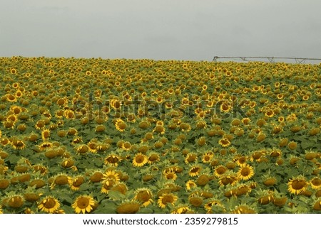 A field of sunflowers on a cloudy day
