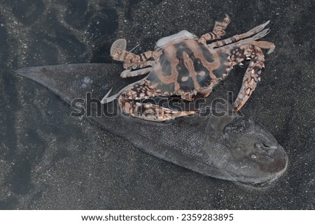 A crucifix swimming-crab is eating carcasses of fish that have washed ashore. This marine animal with high economic value has the scientific name Charybdis feriata.