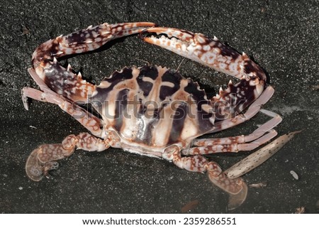 A crucifix swimming-crab is hunting prey in shallow sea waters. This marine animal with high economic value has the scientific name Charybdis feriata.