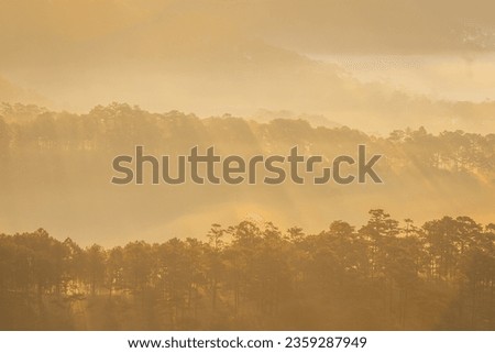 Magical light and a beautiful morning, the sun shines through the mist on the hills and pine trees, creating unique fingerprints of the Da Lat region, yellow lights, wonderful scenery. 