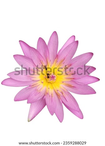 die-cut image of a pink lotus taken from above has a white background.