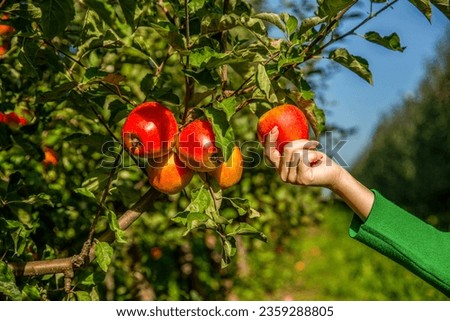 Gardener hand picking red apple. Hands reaches for the apples tree. Female hand holds red apple. Woman hand picking an apple. Organic fruit and vegetables. Farmers hands freshly harvested apples. Royalty-Free Stock Photo #2359288805