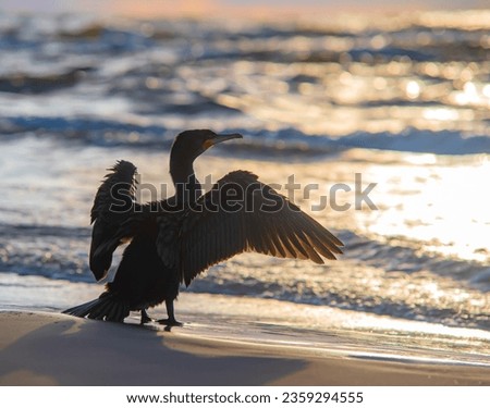 A great cormorant (Phalacrocorax carbo) drying its wings after a swim at a sea.The great cormorant, Phalacrocorax carbo, known as the great black cormorant, or the black shag.