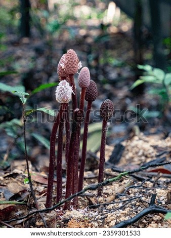 Photo of mushrooms growing in the Amazon  tropical rainforest, Valley of Javari River. The fungus grows on a decaying of the bottom forest. Amazonia, Border of Brazil and Peru, South America.