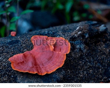 Photo of mushrooms growing in the Amazon  tropical rainforest Valley of Javari River. The fungus growing from a tree trunk. Amazonia, Border of Brazil and Peru, South America.