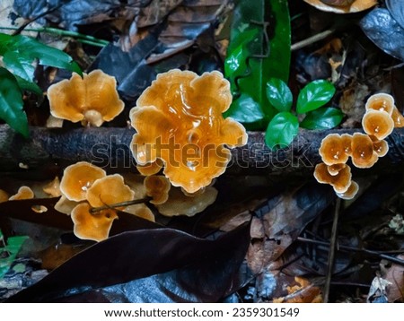 Photo of mushrooms growing in the Amazon  tropical rainforest Valley of Javari River. The fungus growing from a tree trunk. Amazonia, Border of Brazil and Peru, South America.