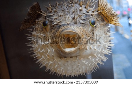Pufferfish (Tetraodontidae): Some species contain tetrodotoxin in their tissues, which is highly toxic if not prepared correctly. Royalty-Free Stock Photo #2359305039