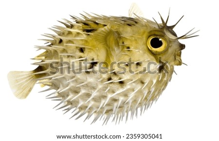 Pufferfish (Tetraodontidae): Some species contain tetrodotoxin in their tissues, which is highly toxic if not prepared correctly. Royalty-Free Stock Photo #2359305041