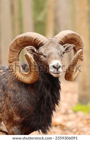 Majestic european mouflon ram in forest Royalty-Free Stock Photo #2359306091