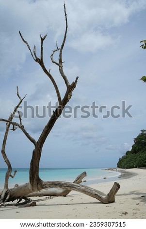 fallen old tree branches in white sand on blue clear water beach.