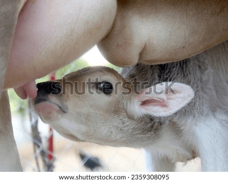 closeup of New born calf feeding
